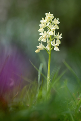Orchis provincialis