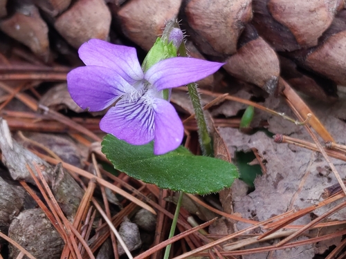 Image of Viola fimbriatula by (c) Cecil Smith, some rights reserved (CC BY)