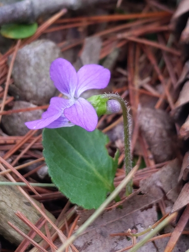 Image of Viola fimbriatula by (c) Cecil Smith, some rights reserved (CC BY)