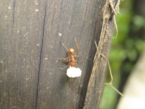 Acromyrmex balzaniAcromyrmex balzani