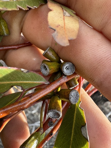 Eucalyptus dundasii, 2025-05-02