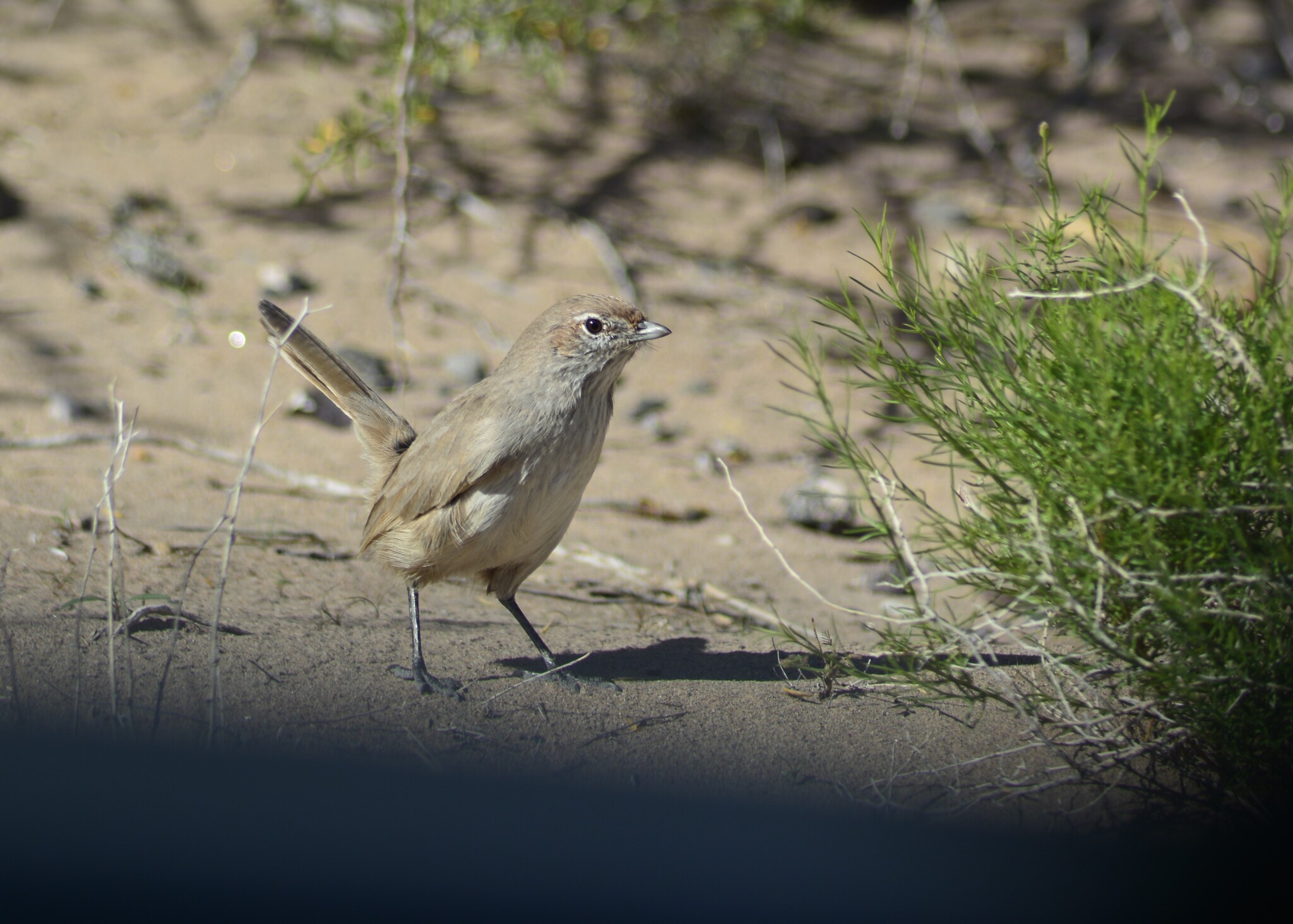 Sandy Gallito (Teledromas fuscus), photo 3