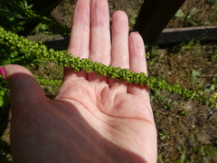 Reseda luteola