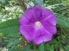 Ipomoea silvicola