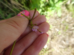 Epilobium