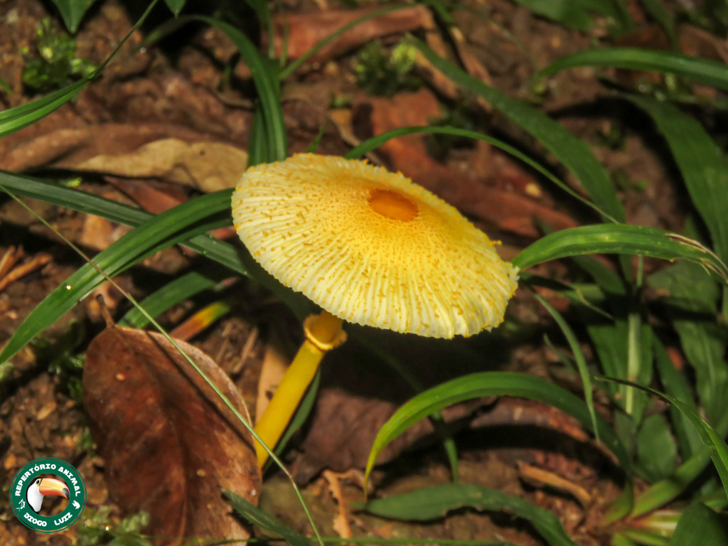 Leucocoprinus brunneoluteus · April 2025 · photo: © diogoluiz (iNaturalist, cc-by)