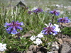 Small-flower Beardtongue - Photo (c) J Brew, some rights reserved (CC BY-SA), uploaded by J Brew
