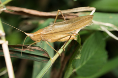 Neoconocephalus nebrascensis