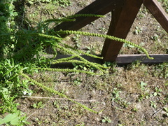 Reseda luteola