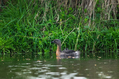 Poliocephalus rufopectus