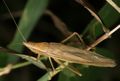 Neoconocephalus nebrascensis