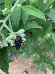 Svastra obliqua obliqua