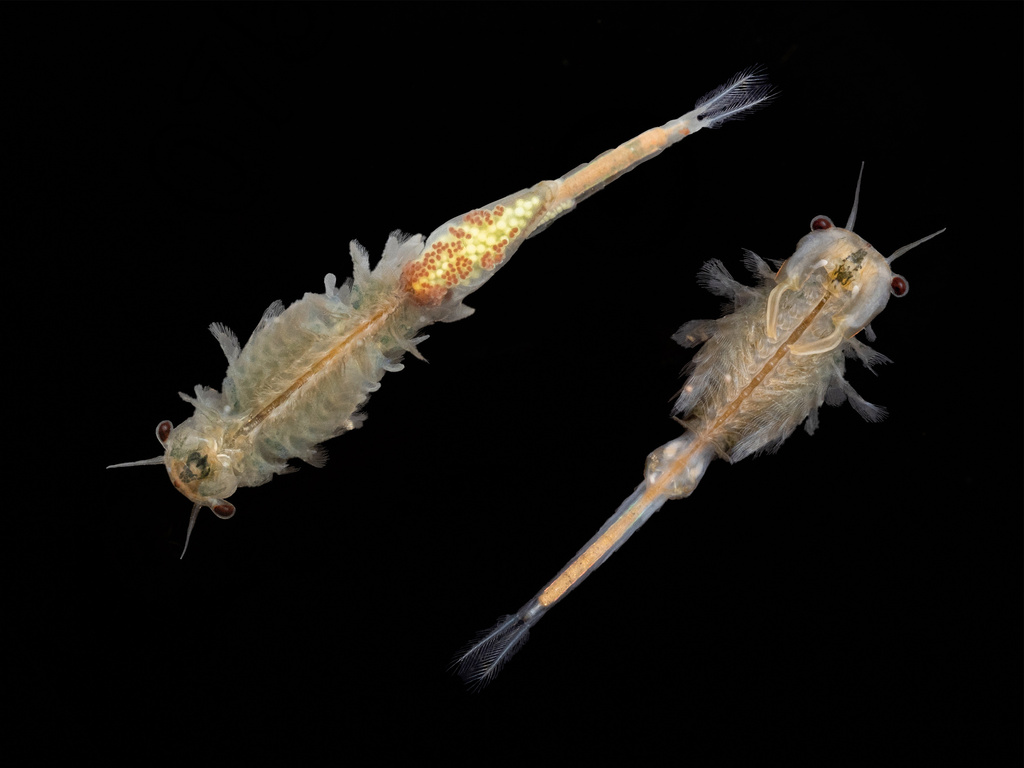 Packard fairy shrimp