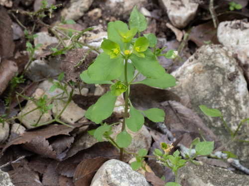 Euphorbia roemeriana, photograph 5