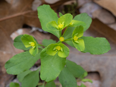 Euphorbia roemeriana, photograph (c) Turner Brockman, some rights reserved (CC BY-SA)
