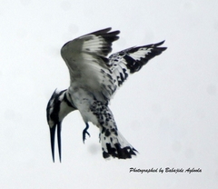 Ceryle rudis