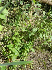 Epilobium