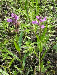 Physostegia ledinghamii