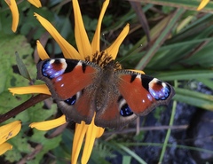 Aglais io