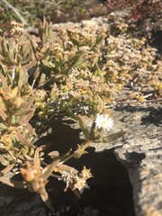 Delosperma inconspicuum