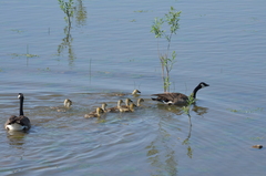 Branta canadensis