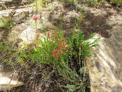 Penstemon