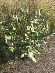 Asclepias speciosa