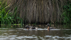 Poliocephalus rufopectus