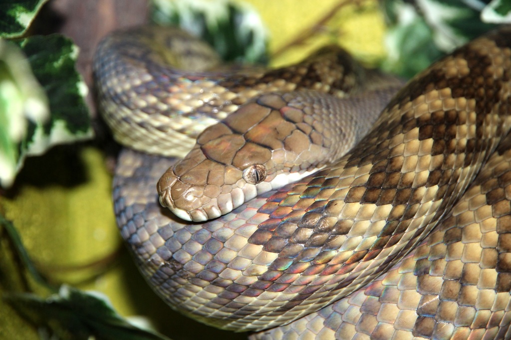 Amethystine Python