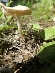 Agaricomycetes