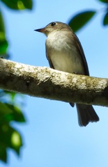 Muscicapa dauurica