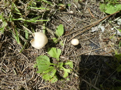 Agaricomycetes