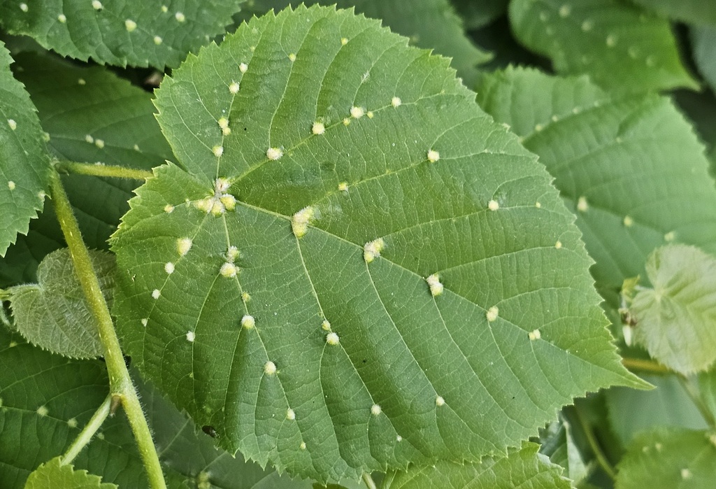 Lime gall mite