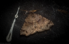 Lithilaria proestans