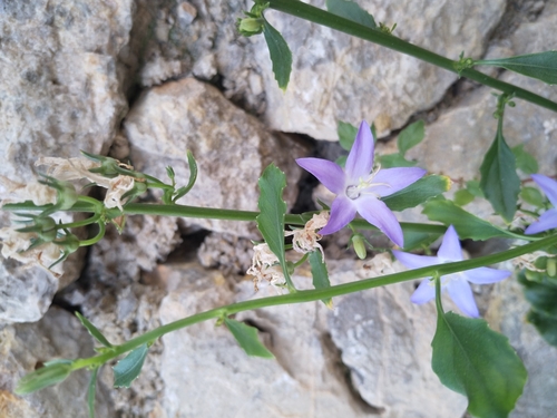Piramidalni zvončić (Campanula pyramidalis)