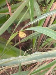 Pentila pauli pauli