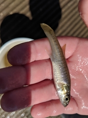 Fundulus diaphanus diaphanus