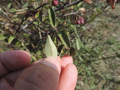 Cotoneaster integerrimus