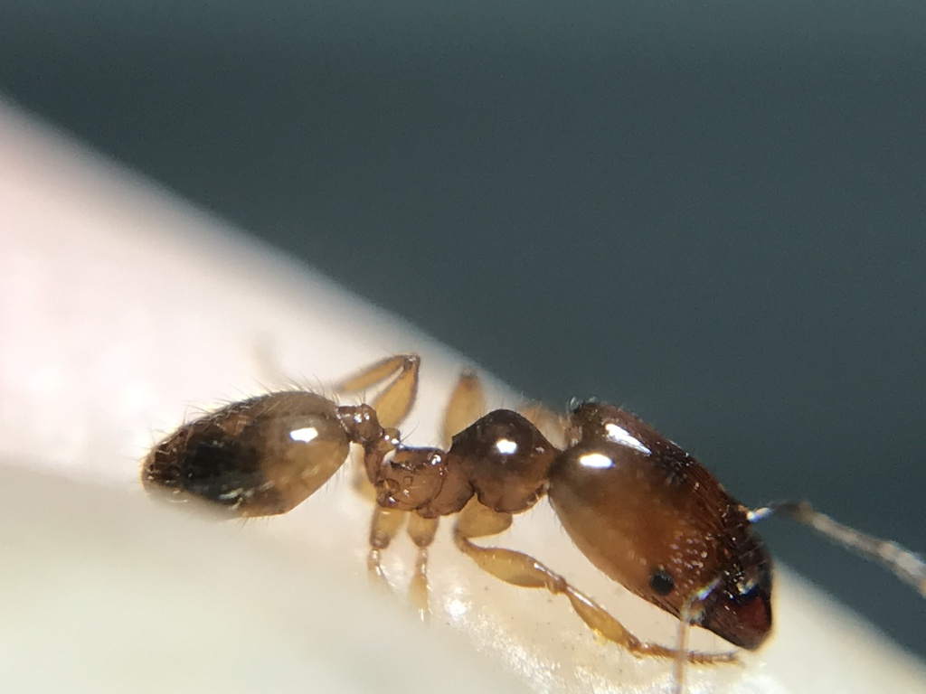 Pheidole subarmata