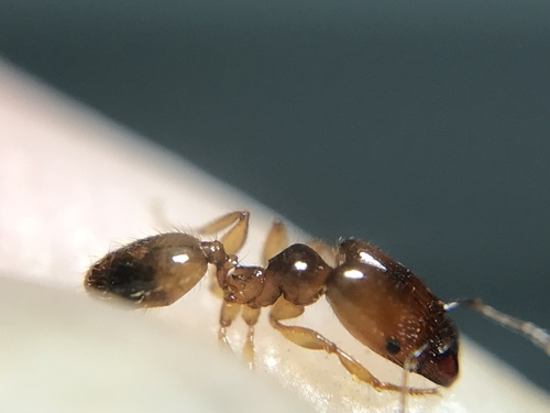 Pheidole subarmata