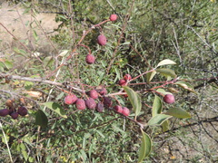 Cotoneaster integerrimus
