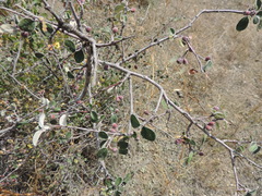 Cotoneaster integerrimus