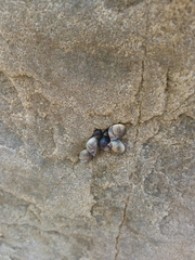 Austrolittorina