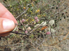 Cotoneaster integerrimus