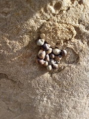 Austrolittorina