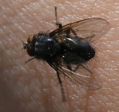 Diptera