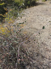 Cotoneaster integerrimus