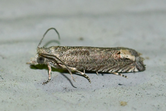 Epiblema minutana