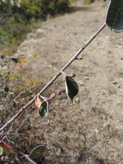 Cotoneaster integerrimus