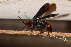 Poecilopompilus algidus